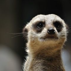 ＡｎｉｍａｌＧｉｒｌｓ～あるる～日本橋オタロード店